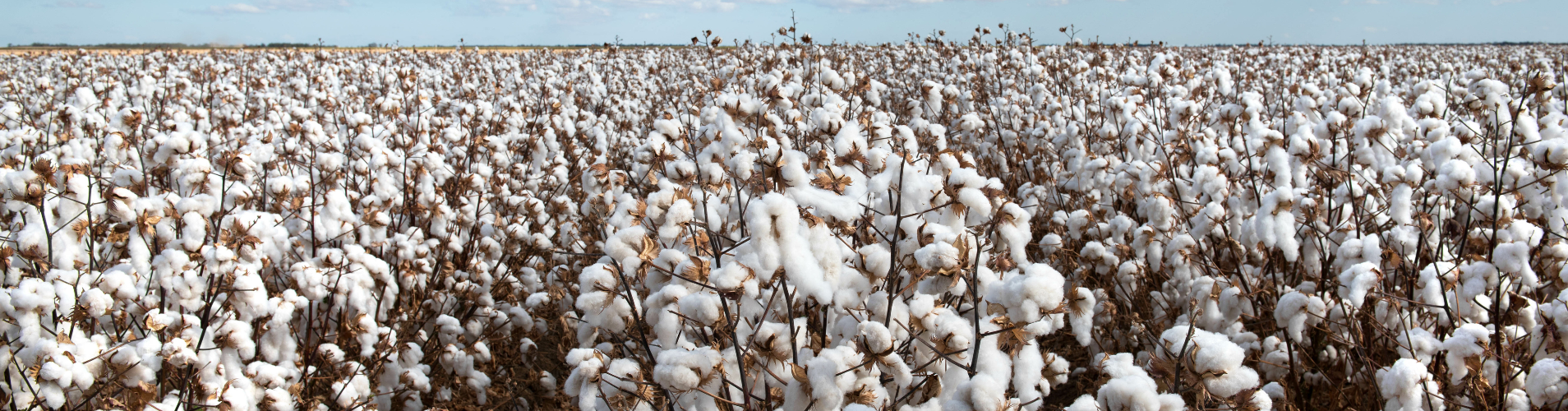 Cotton field banner.